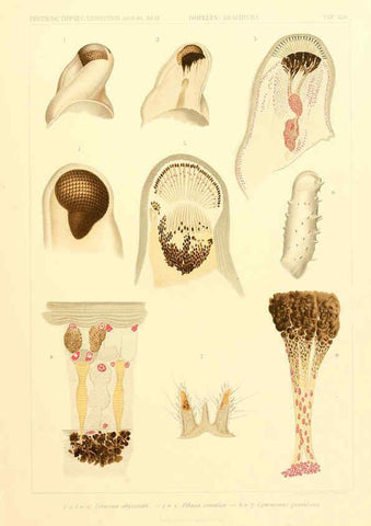 Reproducción/Reproduction 6389001745: Wissenschaftliche Ergebnisse der Deutschen Tiefsee-Expedition auf dem Dampfer ""Valdivia"" 1898-1899. bd.6. Atlas Jena,G. Fischer,1902-40