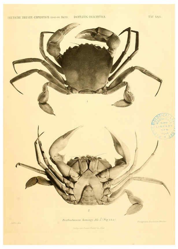 Reproducción/Reproduction 6388997097: Wissenschaftliche Ergebnisse der Deutschen Tiefsee-Expedition auf dem Dampfer ""Valdivia"" 1898-1899. bd.6. Atlas Jena,G. Fischer,1902-40