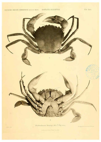 Reproducción/Reproduction 6388997097: Wissenschaftliche Ergebnisse der Deutschen Tiefsee-Expedition auf dem Dampfer ""Valdivia"" 1898-1899. bd.6. Atlas Jena,G. Fischer,1902-40