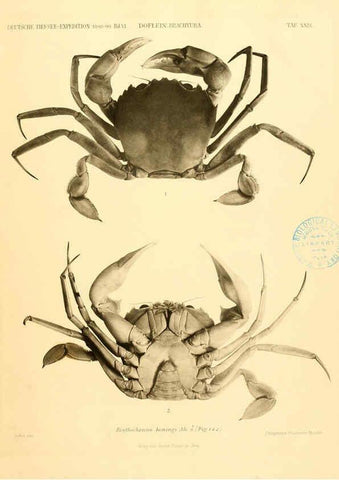 Reproducción/Reproduction 6388997097: Wissenschaftliche Ergebnisse der Deutschen Tiefsee-Expedition auf dem Dampfer ""Valdivia"" 1898-1899. bd.6. Atlas Jena,G. Fischer,1902-40