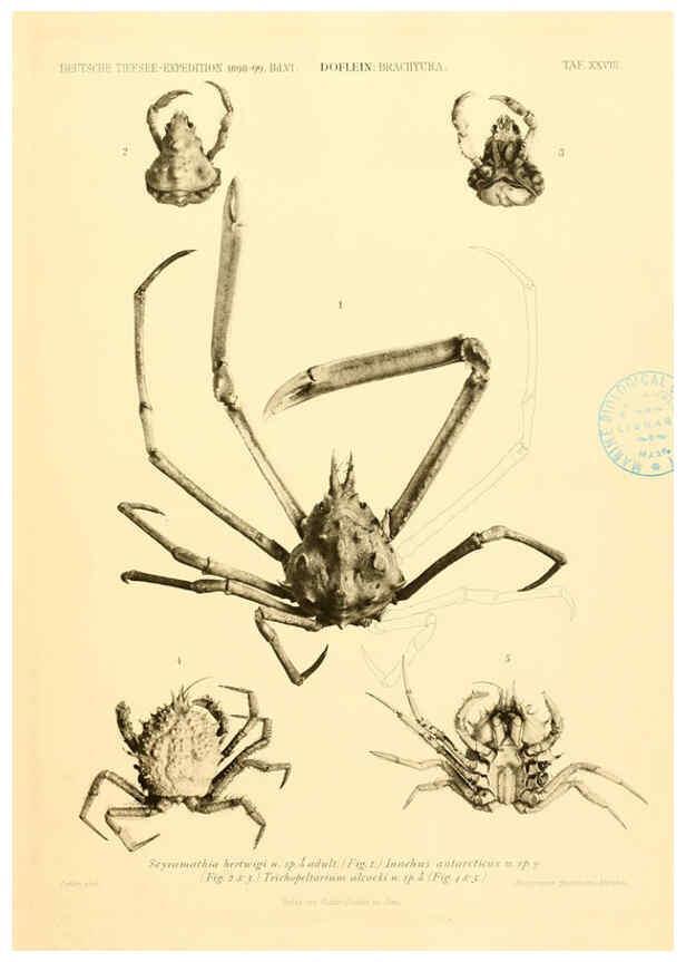 Reproducción/Reproduction 6388996685: Wissenschaftliche Ergebnisse der Deutschen Tiefsee-Expedition auf dem Dampfer ""Valdivia"" 1898-1899. bd.6. Atlas Jena,G. Fischer,1902-40