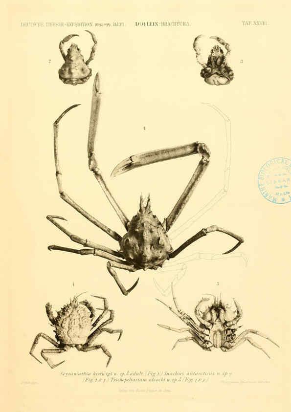 Reproducción/Reproduction 6388996685: Wissenschaftliche Ergebnisse der Deutschen Tiefsee-Expedition auf dem Dampfer ""Valdivia"" 1898-1899. bd.6. Atlas Jena,G. Fischer,1902-40