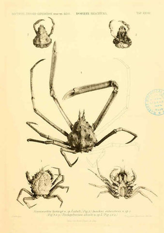 Reproducción/Reproduction 6388996685: Wissenschaftliche Ergebnisse der Deutschen Tiefsee-Expedition auf dem Dampfer ""Valdivia"" 1898-1899. bd.6. Atlas Jena,G. Fischer,1902-40