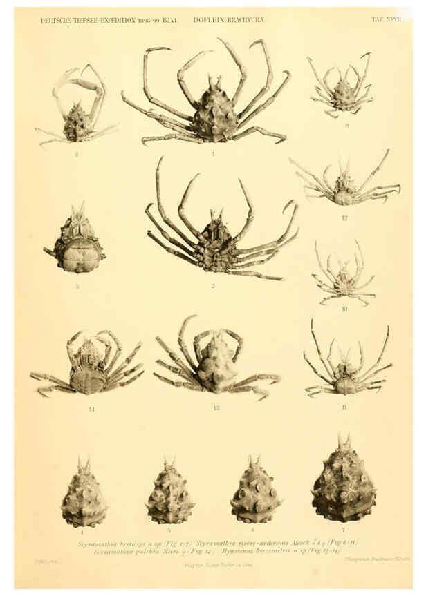 Reproducción/Reproduction 6388996415: Wissenschaftliche Ergebnisse der Deutschen Tiefsee-Expedition auf dem Dampfer ""Valdivia"" 1898-1899. bd.6. Atlas Jena,G. Fischer,1902-40