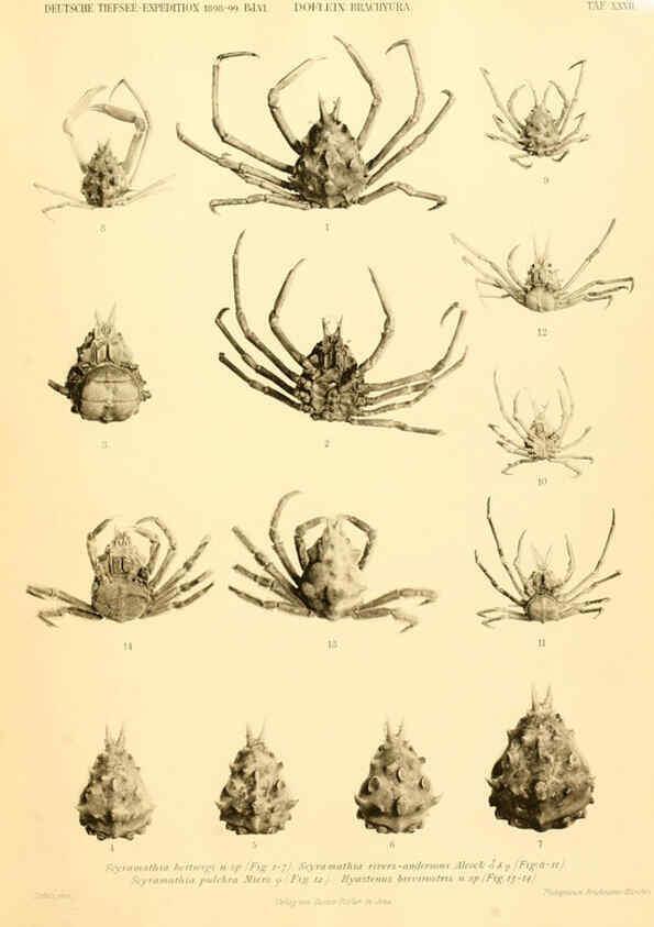 Reproducción/Reproduction 6388996415: Wissenschaftliche Ergebnisse der Deutschen Tiefsee-Expedition auf dem Dampfer ""Valdivia"" 1898-1899. bd.6. Atlas Jena,G. Fischer,1902-40