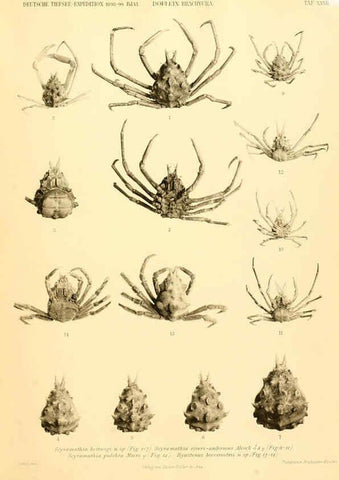 Reproducción/Reproduction 6388996415: Wissenschaftliche Ergebnisse der Deutschen Tiefsee-Expedition auf dem Dampfer ""Valdivia"" 1898-1899. bd.6. Atlas Jena,G. Fischer,1902-40