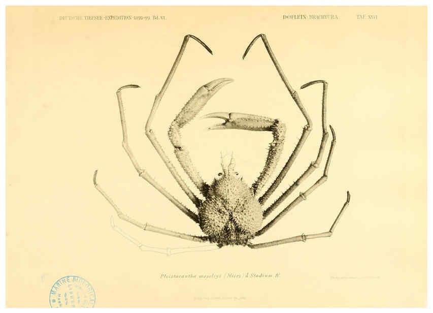 Reproducción/Reproduction 6388996067: Wissenschaftliche Ergebnisse der Deutschen Tiefsee-Expedition auf dem Dampfer ""Valdivia"" 1898-1899. bd.6. Atlas Jena,G. Fischer,1902-40
