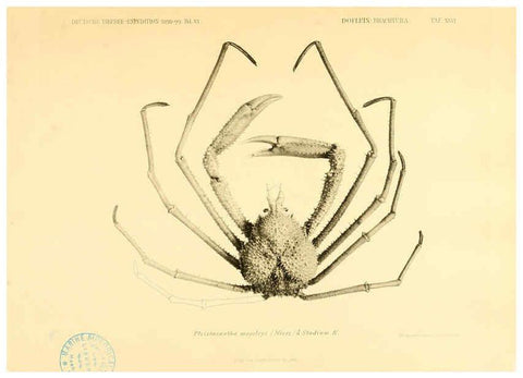 Reproducción/Reproduction 6388996067: Wissenschaftliche Ergebnisse der Deutschen Tiefsee-Expedition auf dem Dampfer ""Valdivia"" 1898-1899. bd.6. Atlas Jena,G. Fischer,1902-40