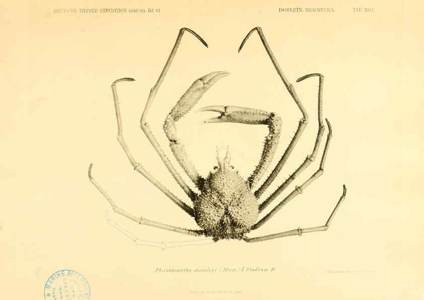Reproducción/Reproduction 6388996067: Wissenschaftliche Ergebnisse der Deutschen Tiefsee-Expedition auf dem Dampfer ""Valdivia"" 1898-1899. bd.6. Atlas Jena,G. Fischer,1902-40