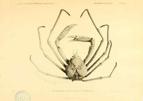 Reproducción/Reproduction 6388996067: Wissenschaftliche Ergebnisse der Deutschen Tiefsee-Expedition auf dem Dampfer ""Valdivia"" 1898-1899. bd.6. Atlas Jena,G. Fischer,1902-40