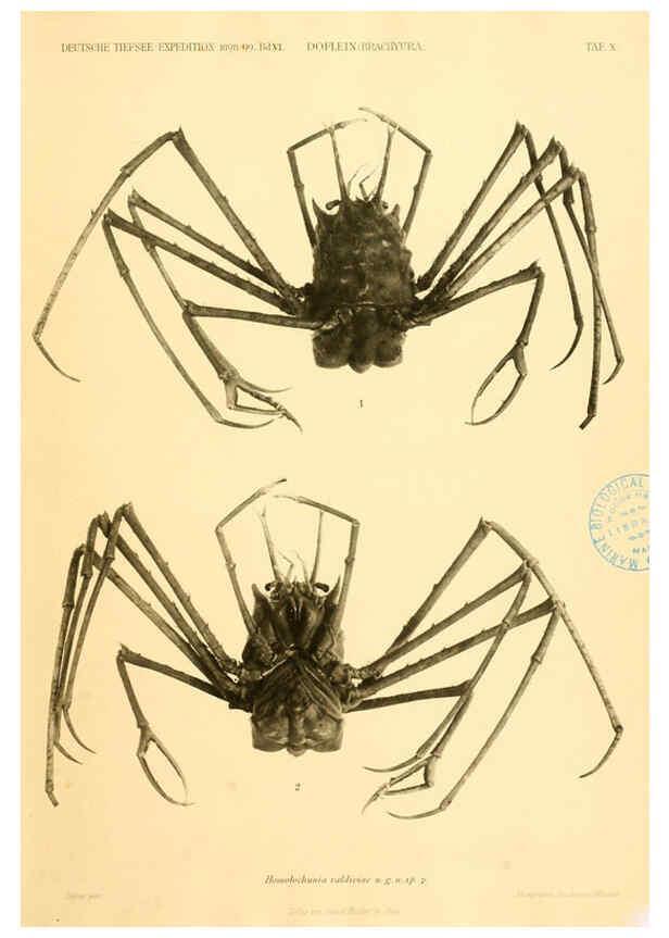 Reproducción/Reproduction 6388990789: Wissenschaftliche Ergebnisse der Deutschen Tiefsee-Expedition auf dem Dampfer ""Valdivia"" 1898-1899. bd.6. Atlas Jena,G. Fischer,1902-40