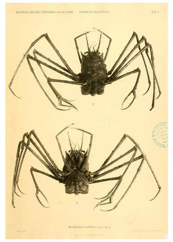 Reproducción/Reproduction 6388990789: Wissenschaftliche Ergebnisse der Deutschen Tiefsee-Expedition auf dem Dampfer ""Valdivia"" 1898-1899. bd.6. Atlas Jena,G. Fischer,1902-40