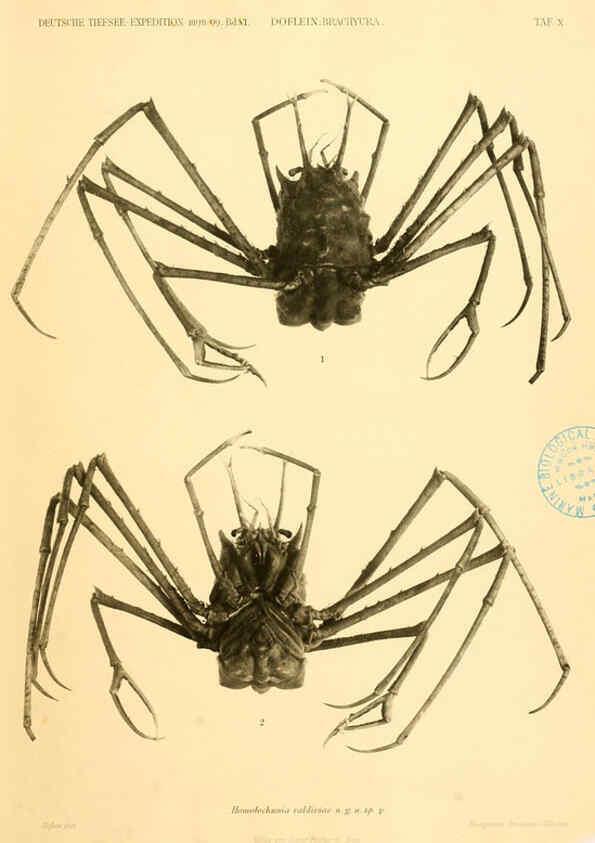 Reproducción/Reproduction 6388990789: Wissenschaftliche Ergebnisse der Deutschen Tiefsee-Expedition auf dem Dampfer ""Valdivia"" 1898-1899. bd.6. Atlas Jena,G. Fischer,1902-40