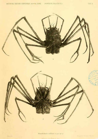 Reproducción/Reproduction 6388990789: Wissenschaftliche Ergebnisse der Deutschen Tiefsee-Expedition auf dem Dampfer ""Valdivia"" 1898-1899. bd.6. Atlas Jena,G. Fischer,1902-40