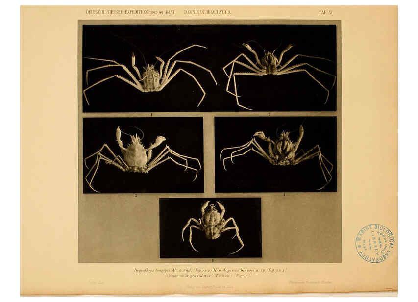 Reproducción/Reproduction 6388991217: Wissenschaftliche Ergebnisse der Deutschen Tiefsee-Expedition auf dem Dampfer ""Valdivia"" 1898-1899. bd.6. Atlas Jena,G. Fischer,1902-40