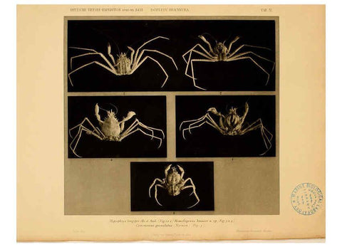 Reproducción/Reproduction 6388991217: Wissenschaftliche Ergebnisse der Deutschen Tiefsee-Expedition auf dem Dampfer ""Valdivia"" 1898-1899. bd.6. Atlas Jena,G. Fischer,1902-40