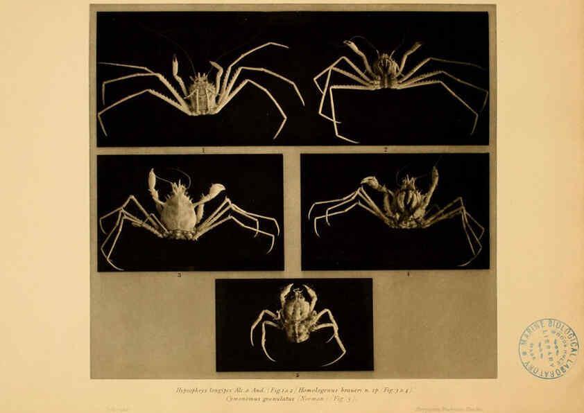Reproducción/Reproduction 6388991217: Wissenschaftliche Ergebnisse der Deutschen Tiefsee-Expedition auf dem Dampfer ""Valdivia"" 1898-1899. bd.6. Atlas Jena,G. Fischer,1902-40