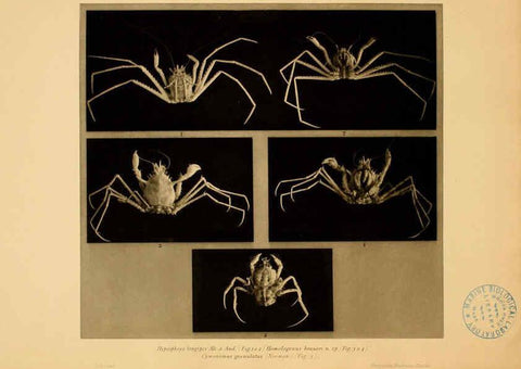 Reproducción/Reproduction 6388991217: Wissenschaftliche Ergebnisse der Deutschen Tiefsee-Expedition auf dem Dampfer ""Valdivia"" 1898-1899. bd.6. Atlas Jena,G. Fischer,1902-40
