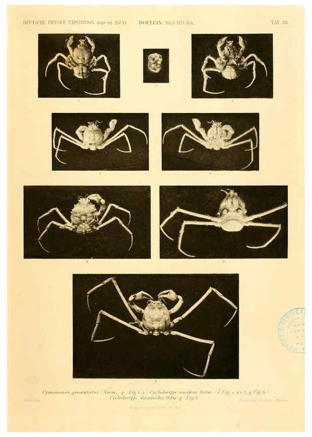 Reproducción/Reproduction 6388991627: Wissenschaftliche Ergebnisse der Deutschen Tiefsee-Expedition auf dem Dampfer ""Valdivia"" 1898-1899. bd.6. Atlas Jena,G. Fischer,1902-40