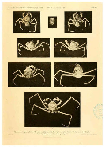 Reproducción/Reproduction 6388991627: Wissenschaftliche Ergebnisse der Deutschen Tiefsee-Expedition auf dem Dampfer ""Valdivia"" 1898-1899. bd.6. Atlas Jena,G. Fischer,1902-40