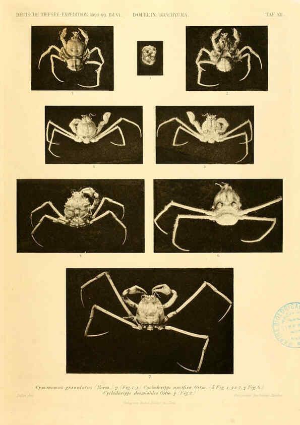 Reproducción/Reproduction 6388991627: Wissenschaftliche Ergebnisse der Deutschen Tiefsee-Expedition auf dem Dampfer ""Valdivia"" 1898-1899. bd.6. Atlas Jena,G. Fischer,1902-40