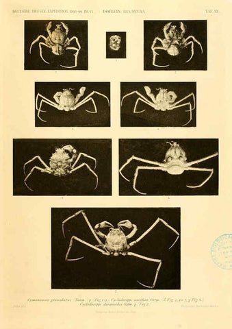 Reproducción/Reproduction 6388991627: Wissenschaftliche Ergebnisse der Deutschen Tiefsee-Expedition auf dem Dampfer ""Valdivia"" 1898-1899. bd.6. Atlas Jena,G. Fischer,1902-40