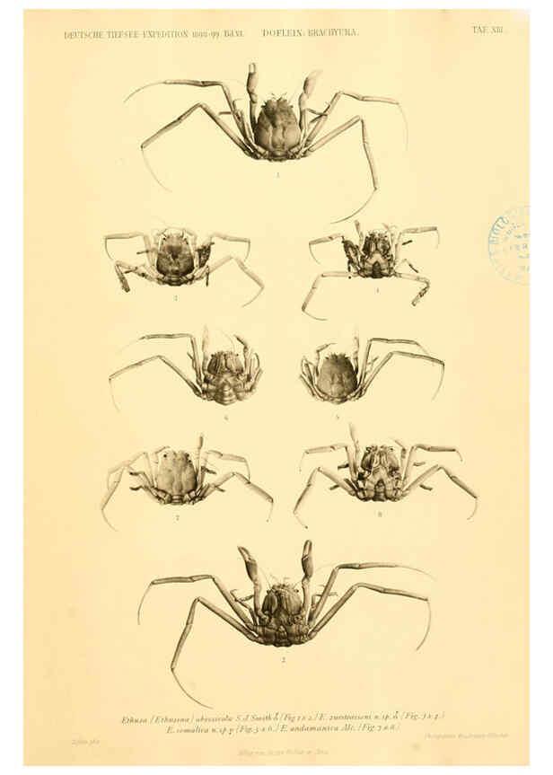 Reproducción/Reproduction 6388991893: Wissenschaftliche Ergebnisse der Deutschen Tiefsee-Expedition auf dem Dampfer ""Valdivia"" 1898-1899. bd.6. Atlas Jena,G. Fischer,1902-40