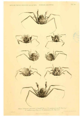 Reproducción/Reproduction 6388991893: Wissenschaftliche Ergebnisse der Deutschen Tiefsee-Expedition auf dem Dampfer ""Valdivia"" 1898-1899. bd.6. Atlas Jena,G. Fischer,1902-40