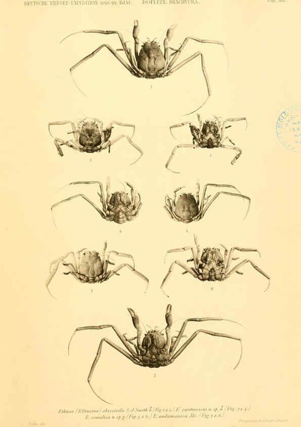 Reproducción/Reproduction 6388991893: Wissenschaftliche Ergebnisse der Deutschen Tiefsee-Expedition auf dem Dampfer ""Valdivia"" 1898-1899. bd.6. Atlas Jena,G. Fischer,1902-40