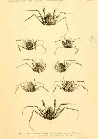 Reproducción/Reproduction 6388991893: Wissenschaftliche Ergebnisse der Deutschen Tiefsee-Expedition auf dem Dampfer ""Valdivia"" 1898-1899. bd.6. Atlas Jena,G. Fischer,1902-40