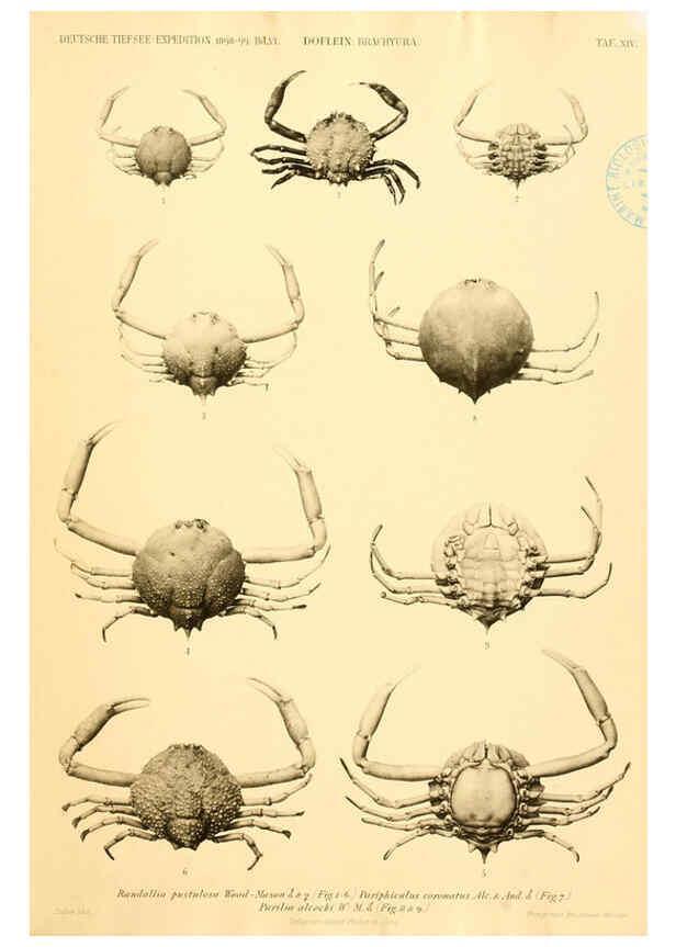 Reproducción/Reproduction 6388992365: Wissenschaftliche Ergebnisse der Deutschen Tiefsee-Expedition auf dem Dampfer ""Valdivia"" 1898-1899. bd.6. Atlas Jena,G. Fischer,1902-40