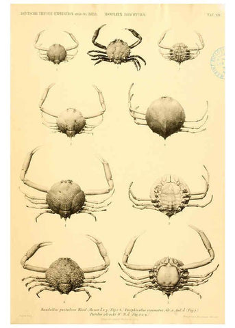Reproducción/Reproduction 6388992365: Wissenschaftliche Ergebnisse der Deutschen Tiefsee-Expedition auf dem Dampfer ""Valdivia"" 1898-1899. bd.6. Atlas Jena,G. Fischer,1902-40