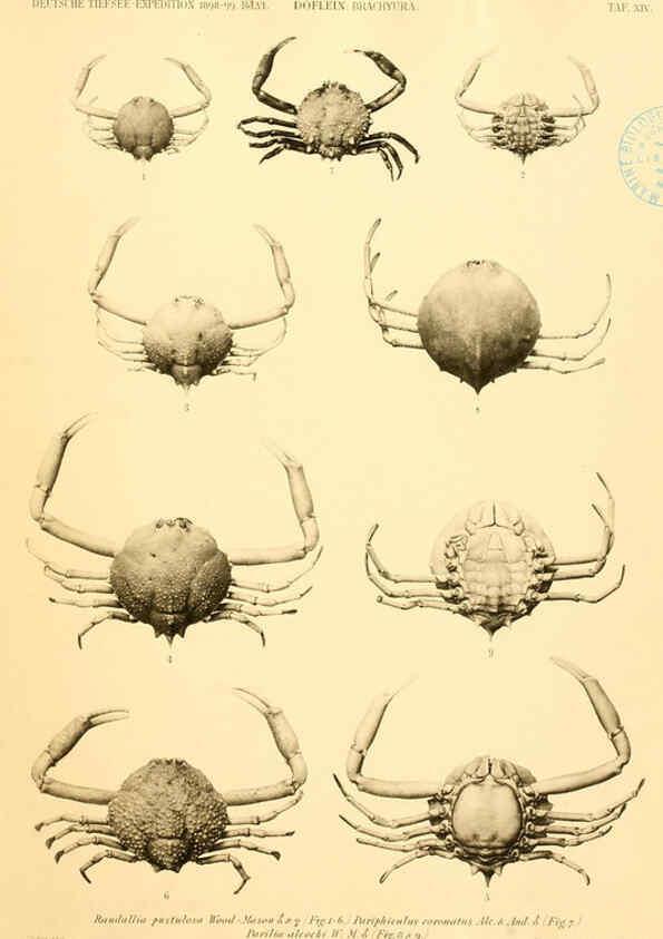 Reproducción/Reproduction 6388992365: Wissenschaftliche Ergebnisse der Deutschen Tiefsee-Expedition auf dem Dampfer ""Valdivia"" 1898-1899. bd.6. Atlas Jena,G. Fischer,1902-40