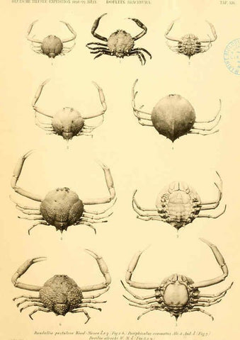 Reproducción/Reproduction 6388992365: Wissenschaftliche Ergebnisse der Deutschen Tiefsee-Expedition auf dem Dampfer ""Valdivia"" 1898-1899. bd.6. Atlas Jena,G. Fischer,1902-40