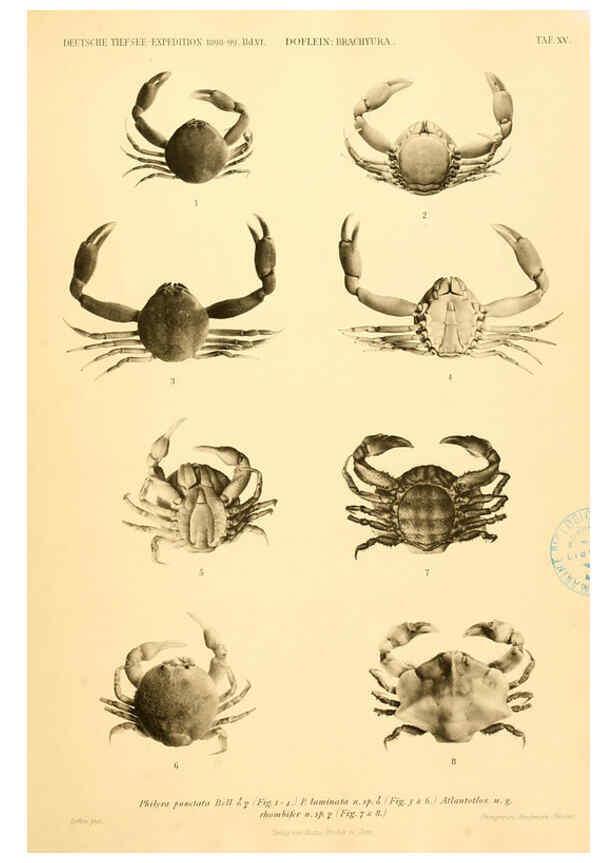 Reproducción/Reproduction 6388992771: Wissenschaftliche Ergebnisse der Deutschen Tiefsee-Expedition auf dem Dampfer ""Valdivia"" 1898-1899. bd.6. Atlas Jena,G. Fischer,1902-40