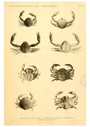 Reproducción/Reproduction 6388992771: Wissenschaftliche Ergebnisse der Deutschen Tiefsee-Expedition auf dem Dampfer ""Valdivia"" 1898-1899. bd.6. Atlas Jena,G. Fischer,1902-40