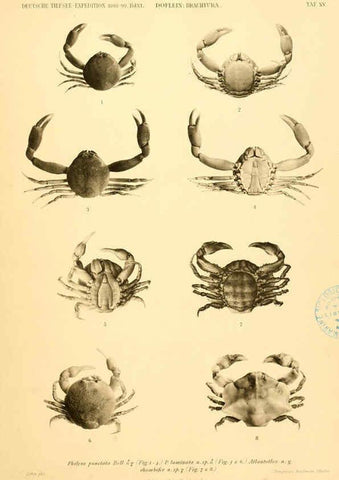 Reproducción/Reproduction 6388992771: Wissenschaftliche Ergebnisse der Deutschen Tiefsee-Expedition auf dem Dampfer ""Valdivia"" 1898-1899. bd.6. Atlas Jena,G. Fischer,1902-40