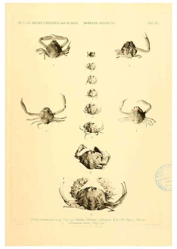 Reproducción/Reproduction 6388993021: Wissenschaftliche Ergebnisse der Deutschen Tiefsee-Expedition auf dem Dampfer ""Valdivia"" 1898-1899. bd.6. Atlas Jena,G. Fischer,1902-40