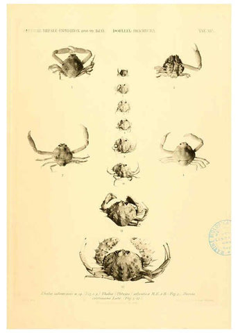 Reproducción/Reproduction 6388993021: Wissenschaftliche Ergebnisse der Deutschen Tiefsee-Expedition auf dem Dampfer ""Valdivia"" 1898-1899. bd.6. Atlas Jena,G. Fischer,1902-40