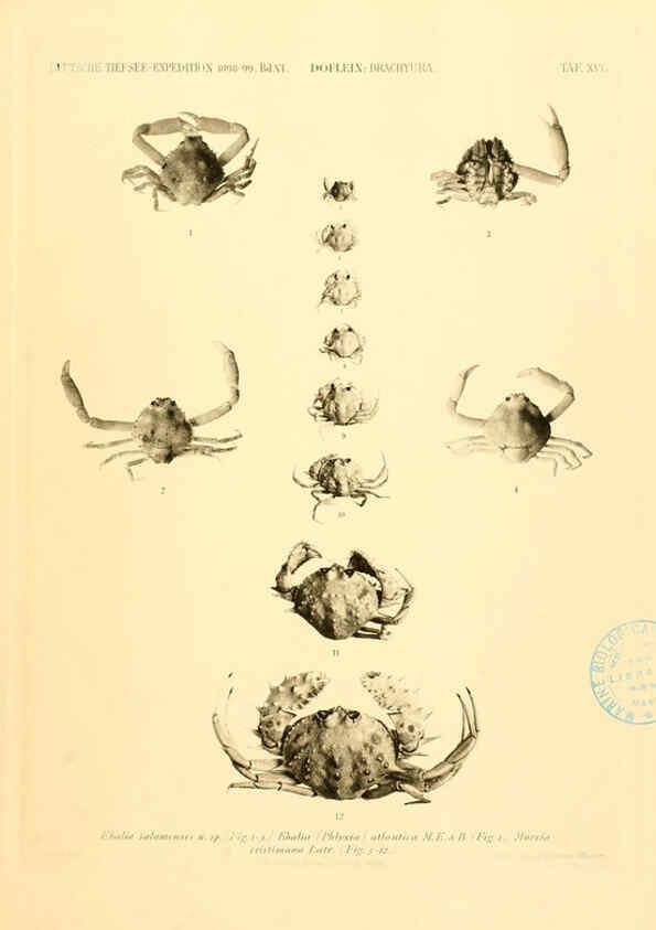 Reproducción/Reproduction 6388993021: Wissenschaftliche Ergebnisse der Deutschen Tiefsee-Expedition auf dem Dampfer ""Valdivia"" 1898-1899. bd.6. Atlas Jena,G. Fischer,1902-40