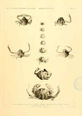 Reproducción/Reproduction 6388993021: Wissenschaftliche Ergebnisse der Deutschen Tiefsee-Expedition auf dem Dampfer ""Valdivia"" 1898-1899. bd.6. Atlas Jena,G. Fischer,1902-40