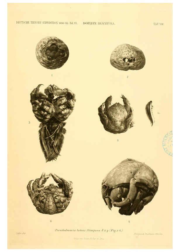 Reproducción/Reproduction 6388989895: Wissenschaftliche Ergebnisse der Deutschen Tiefsee-Expedition auf dem Dampfer ""Valdivia"" 1898-1899. bd.6. Atlas Jena,G. Fischer,1902-40