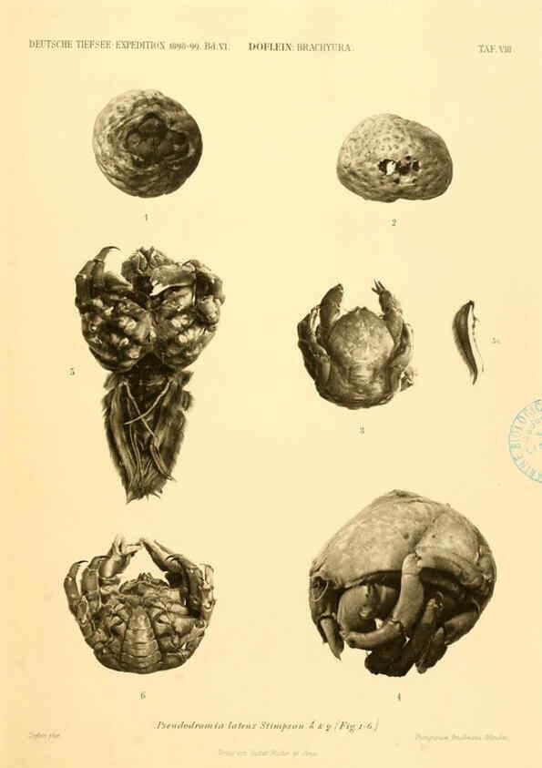 Reproducción/Reproduction 6388989895: Wissenschaftliche Ergebnisse der Deutschen Tiefsee-Expedition auf dem Dampfer ""Valdivia"" 1898-1899. bd.6. Atlas Jena,G. Fischer,1902-40