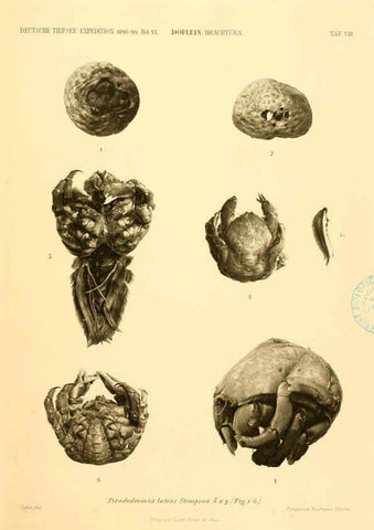 Reproducción/Reproduction 6388989895: Wissenschaftliche Ergebnisse der Deutschen Tiefsee-Expedition auf dem Dampfer ""Valdivia"" 1898-1899. bd.6. Atlas Jena,G. Fischer,1902-40