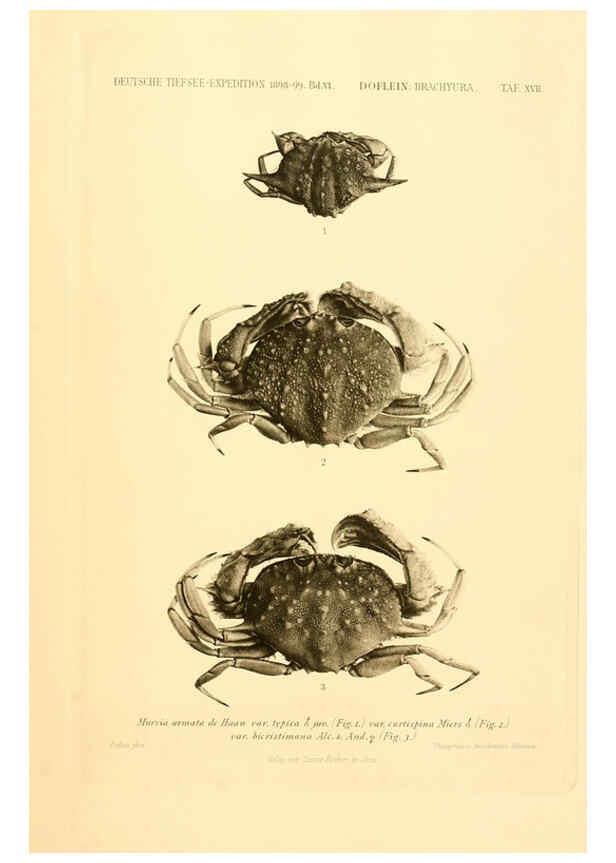 Reproducción/Reproduction 6388993289: Wissenschaftliche Ergebnisse der Deutschen Tiefsee-Expedition auf dem Dampfer ""Valdivia"" 1898-1899. bd.6. Atlas Jena,G. Fischer,1902-40