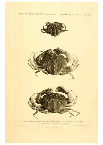 Reproducción/Reproduction 6388993289: Wissenschaftliche Ergebnisse der Deutschen Tiefsee-Expedition auf dem Dampfer ""Valdivia"" 1898-1899. bd.6. Atlas Jena,G. Fischer,1902-40