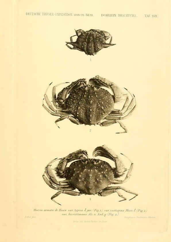 Reproducción/Reproduction 6388993289: Wissenschaftliche Ergebnisse der Deutschen Tiefsee-Expedition auf dem Dampfer ""Valdivia"" 1898-1899. bd.6. Atlas Jena,G. Fischer,1902-40