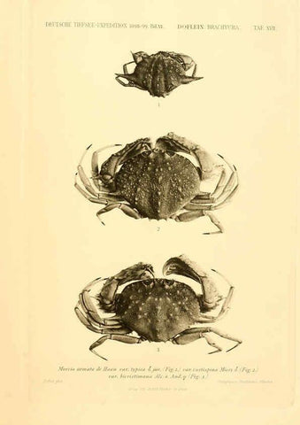 Reproducción/Reproduction 6388993289: Wissenschaftliche Ergebnisse der Deutschen Tiefsee-Expedition auf dem Dampfer ""Valdivia"" 1898-1899. bd.6. Atlas Jena,G. Fischer,1902-40