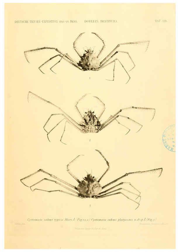 Reproducción/Reproduction 6388993831: Wissenschaftliche Ergebnisse der Deutschen Tiefsee-Expedition auf dem Dampfer ""Valdivia"" 1898-1899. bd.6. Atlas Jena,G. Fischer,1902-40