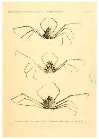 Reproducción/Reproduction 6388993831: Wissenschaftliche Ergebnisse der Deutschen Tiefsee-Expedition auf dem Dampfer ""Valdivia"" 1898-1899. bd.6. Atlas Jena,G. Fischer,1902-40